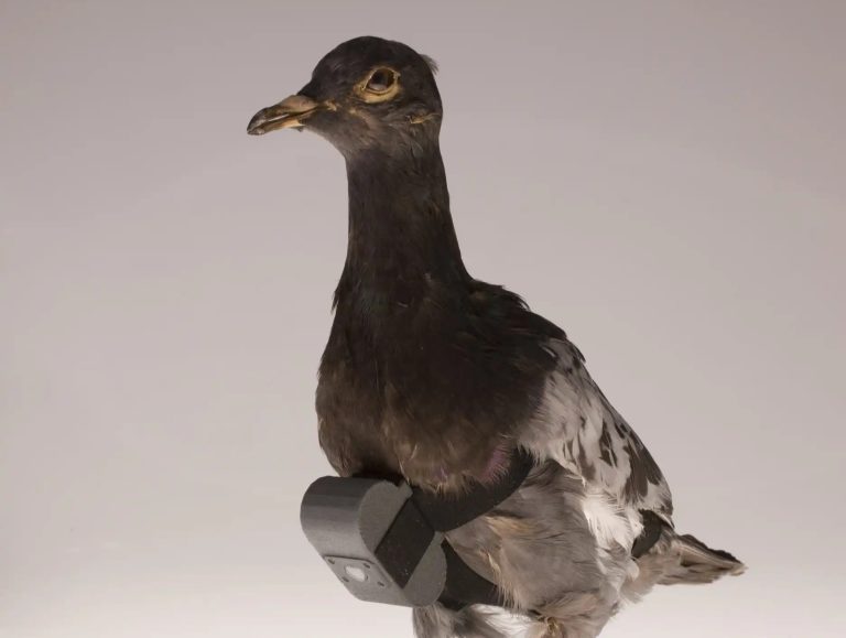 The Use of Animals in Intelligence • Spotter Up